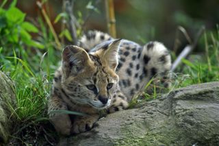 Serval