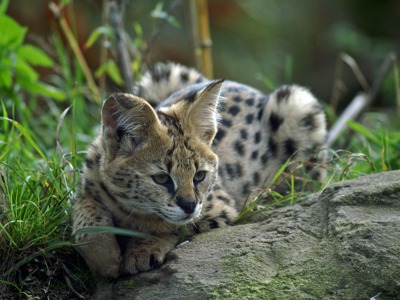Serval