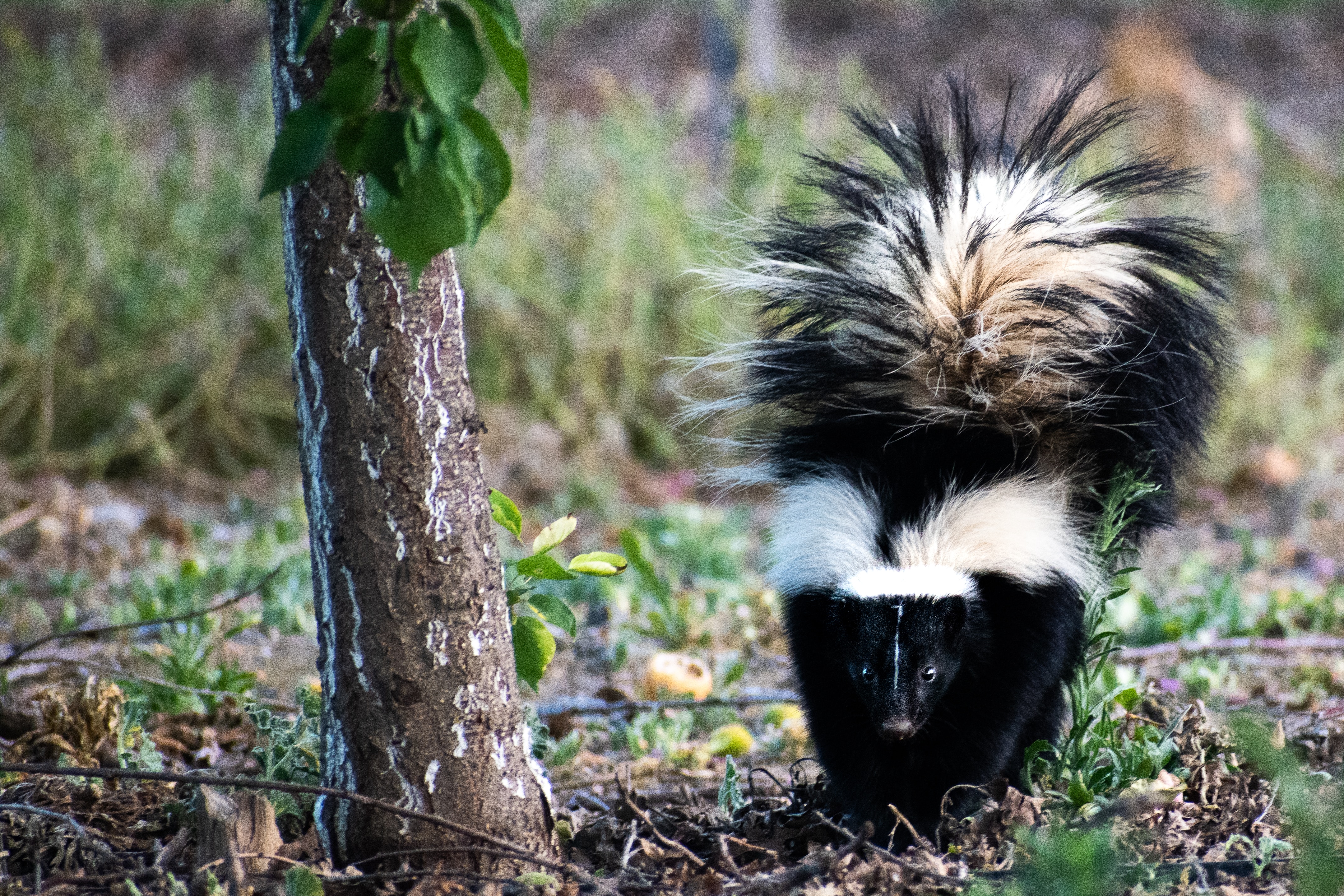 Striped Skunks Unsplash