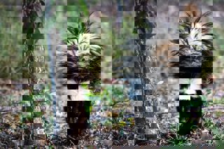 Striped Skunks Unsplash