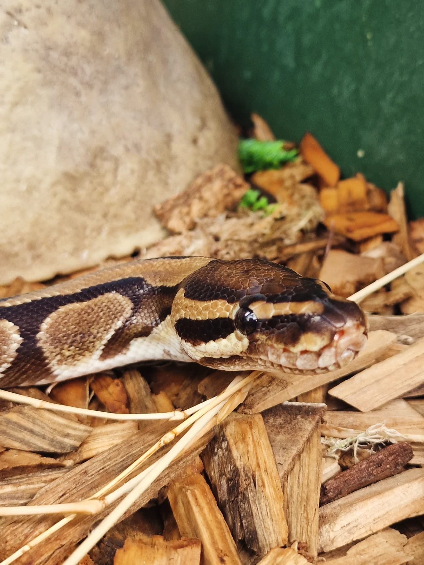 Be55d812 20B0 41A1 Acba 55880Cbb5e28