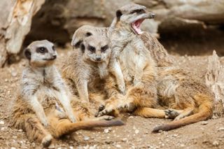 Meerkats