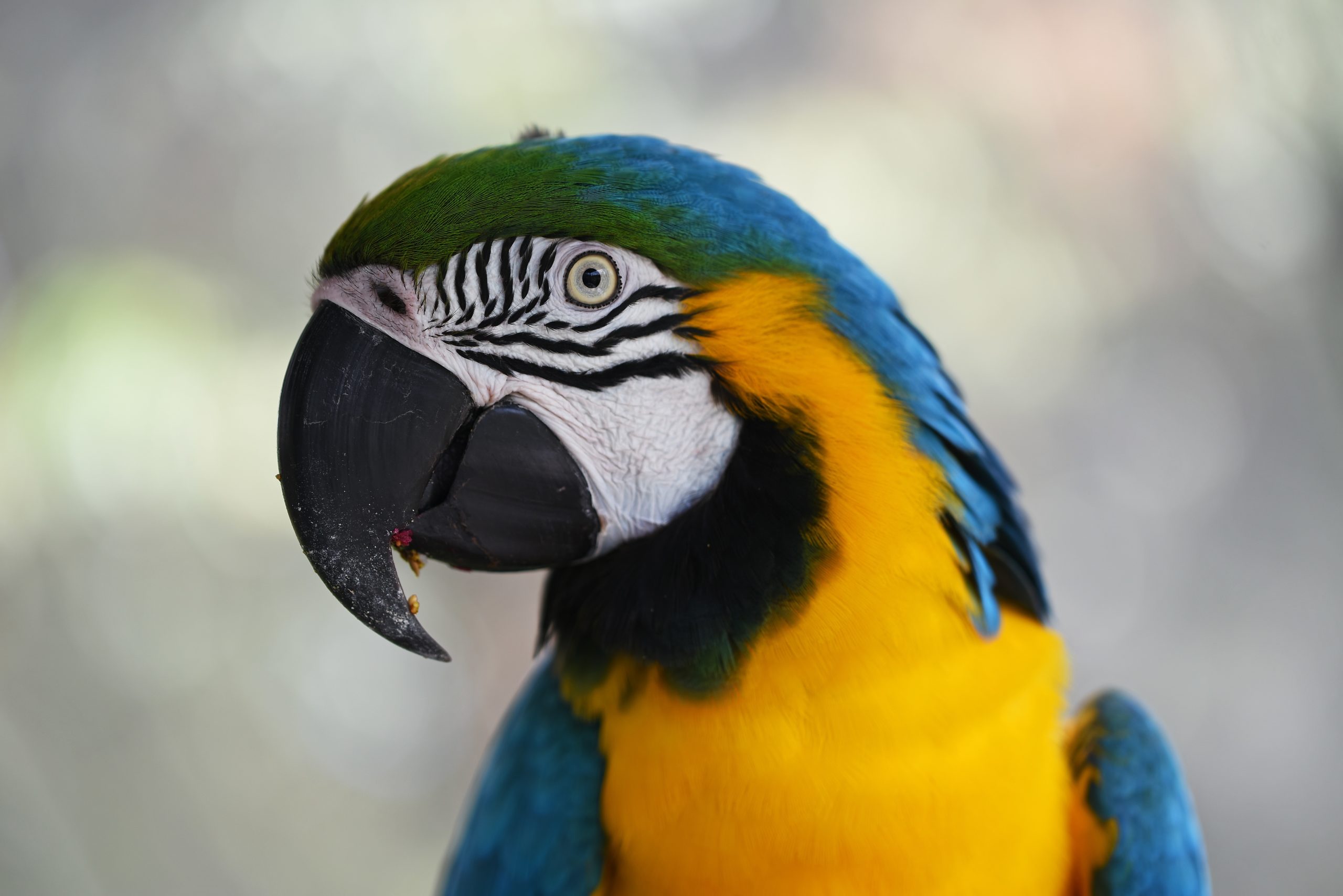 Blue Gold Macaw