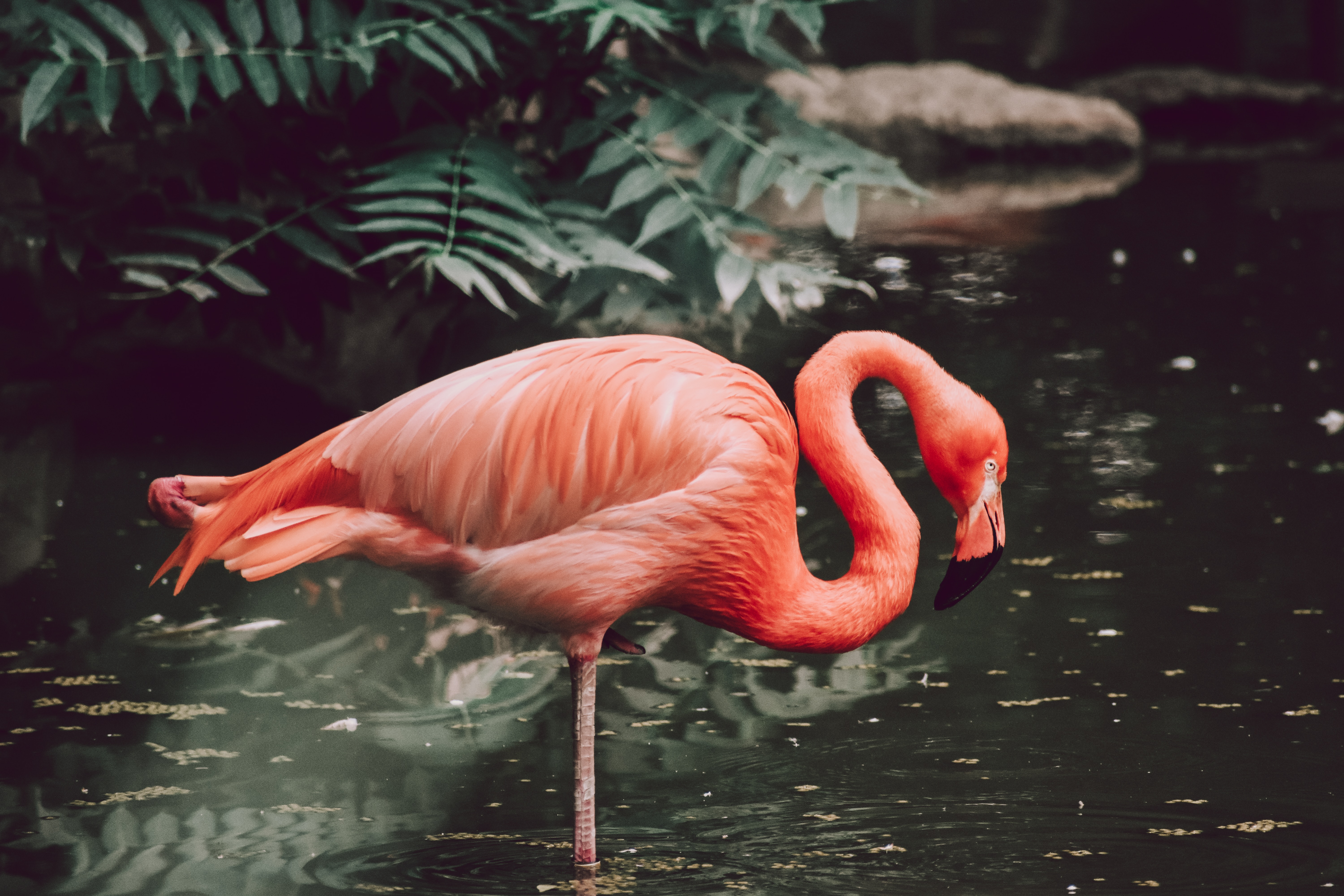 Flamingo Unsplash