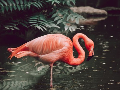 Flamingo Unsplash