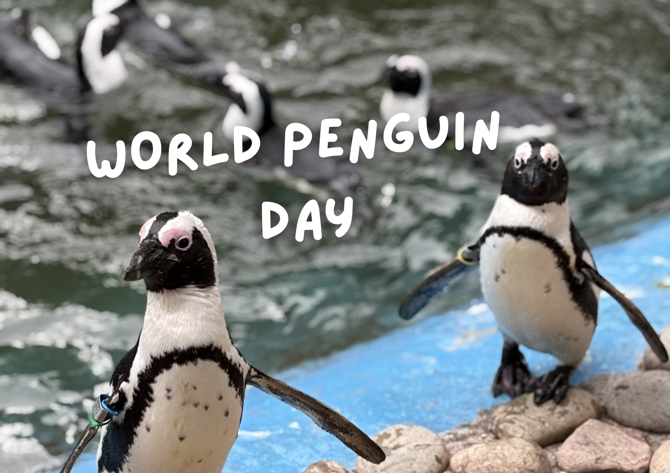 WORLD PENGUIN DAY (3)