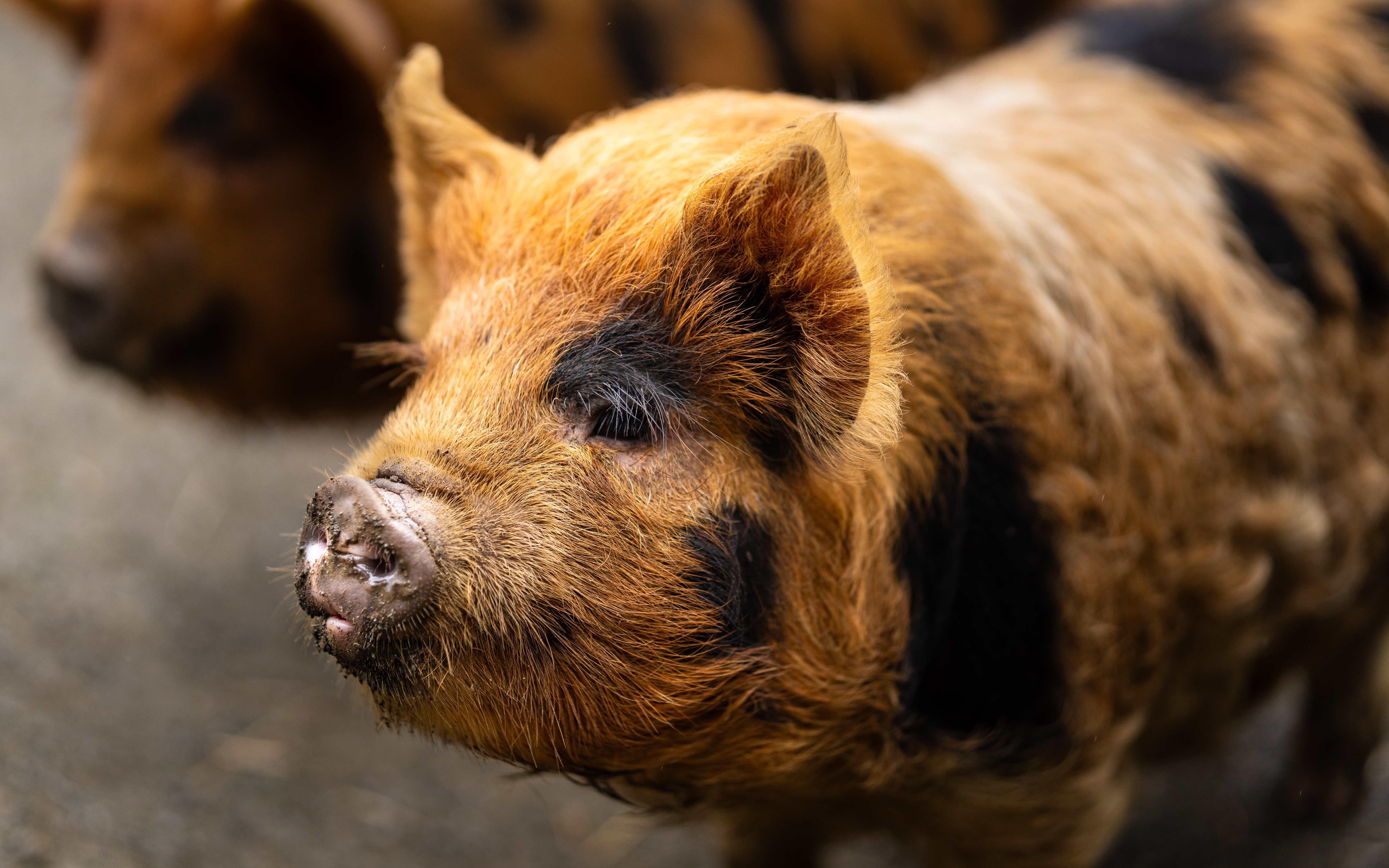 Kune Kune Pig Unsplash