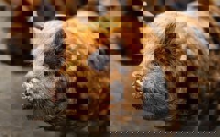 Kune Kune Pig Unsplash