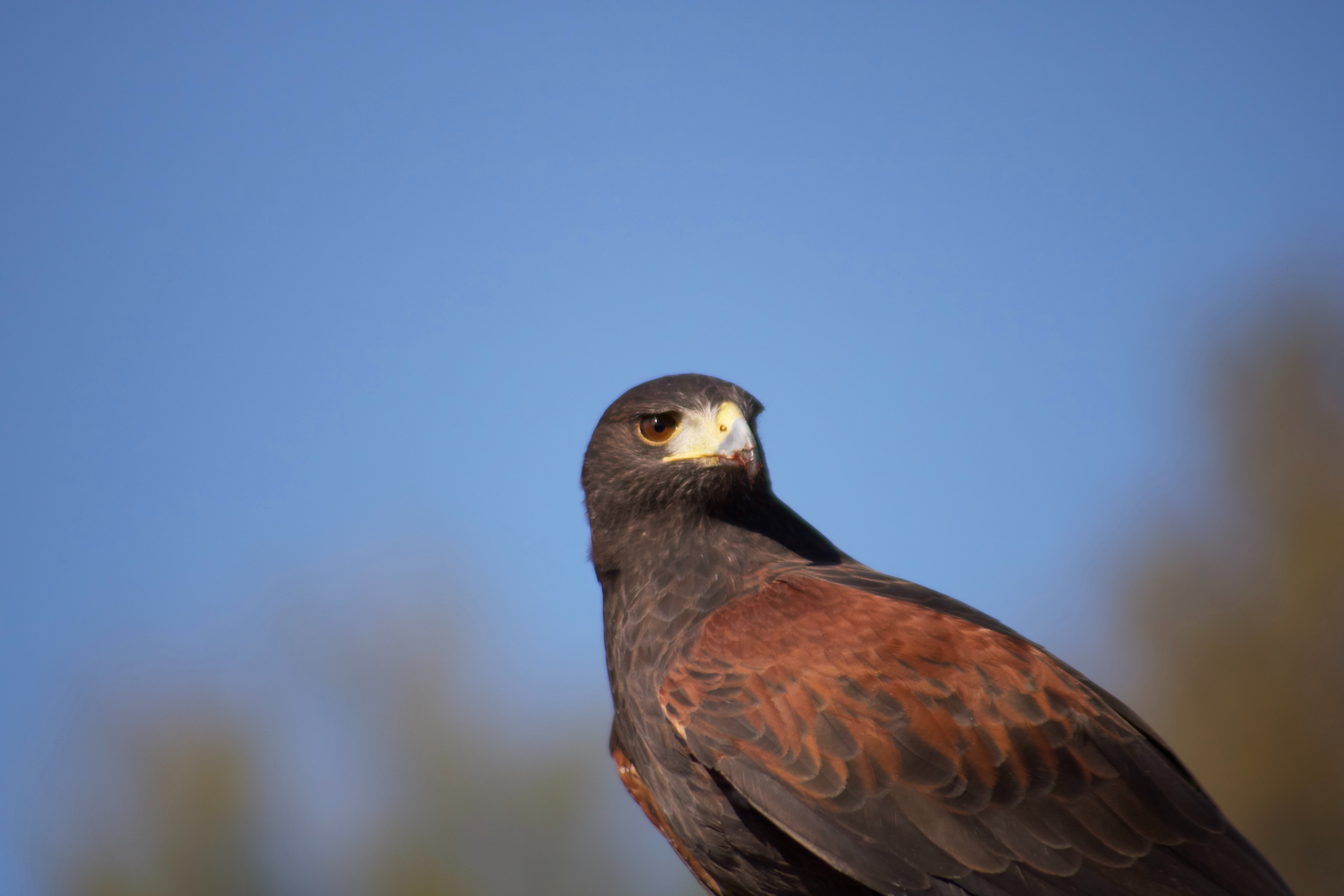 Harris Hawk Unsplash