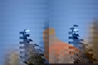 Harris Hawk Unsplash