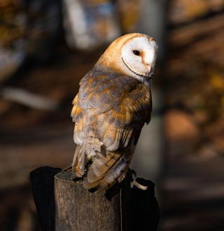 Barn Owl Unsplash