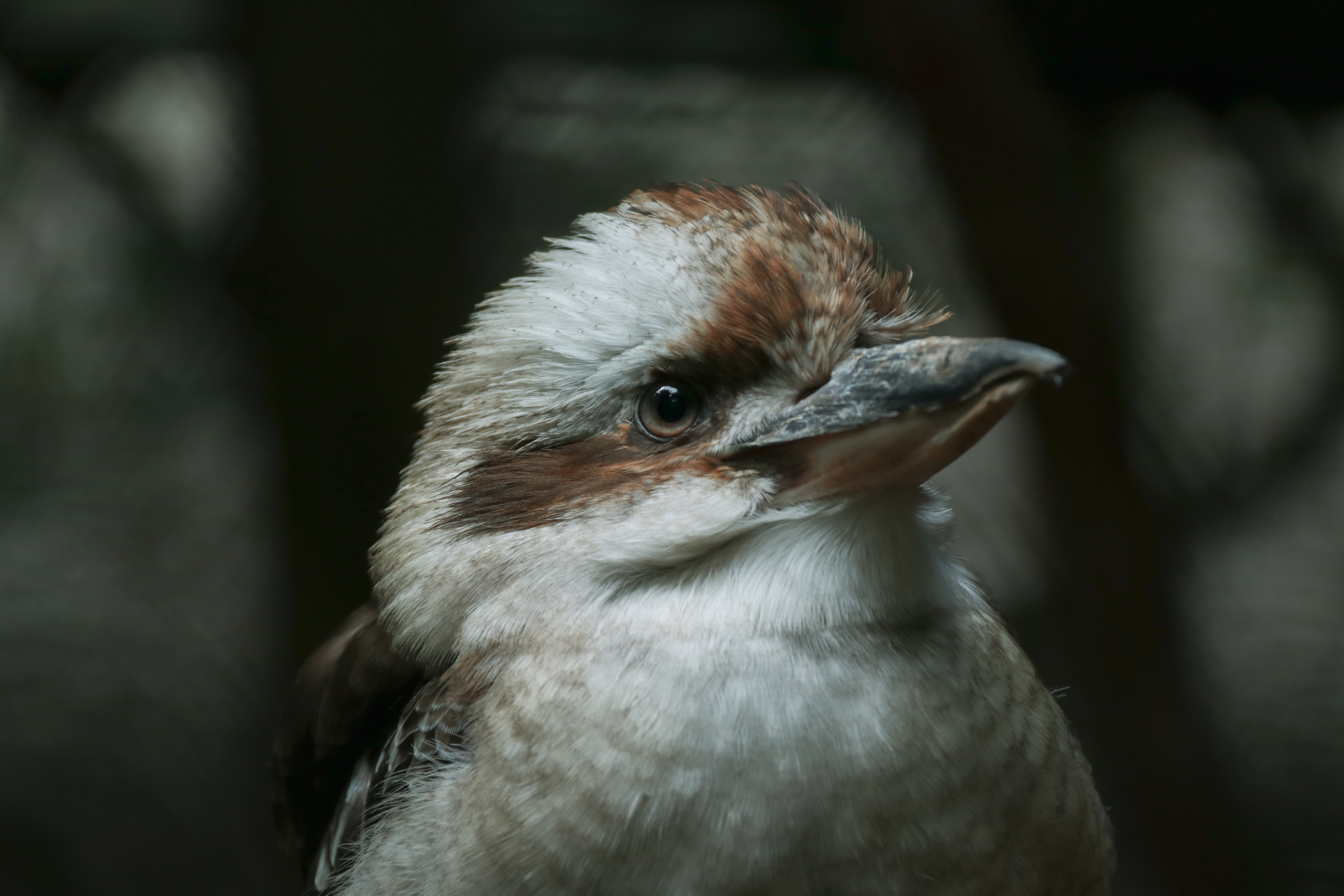 Kookaburra Unsplash