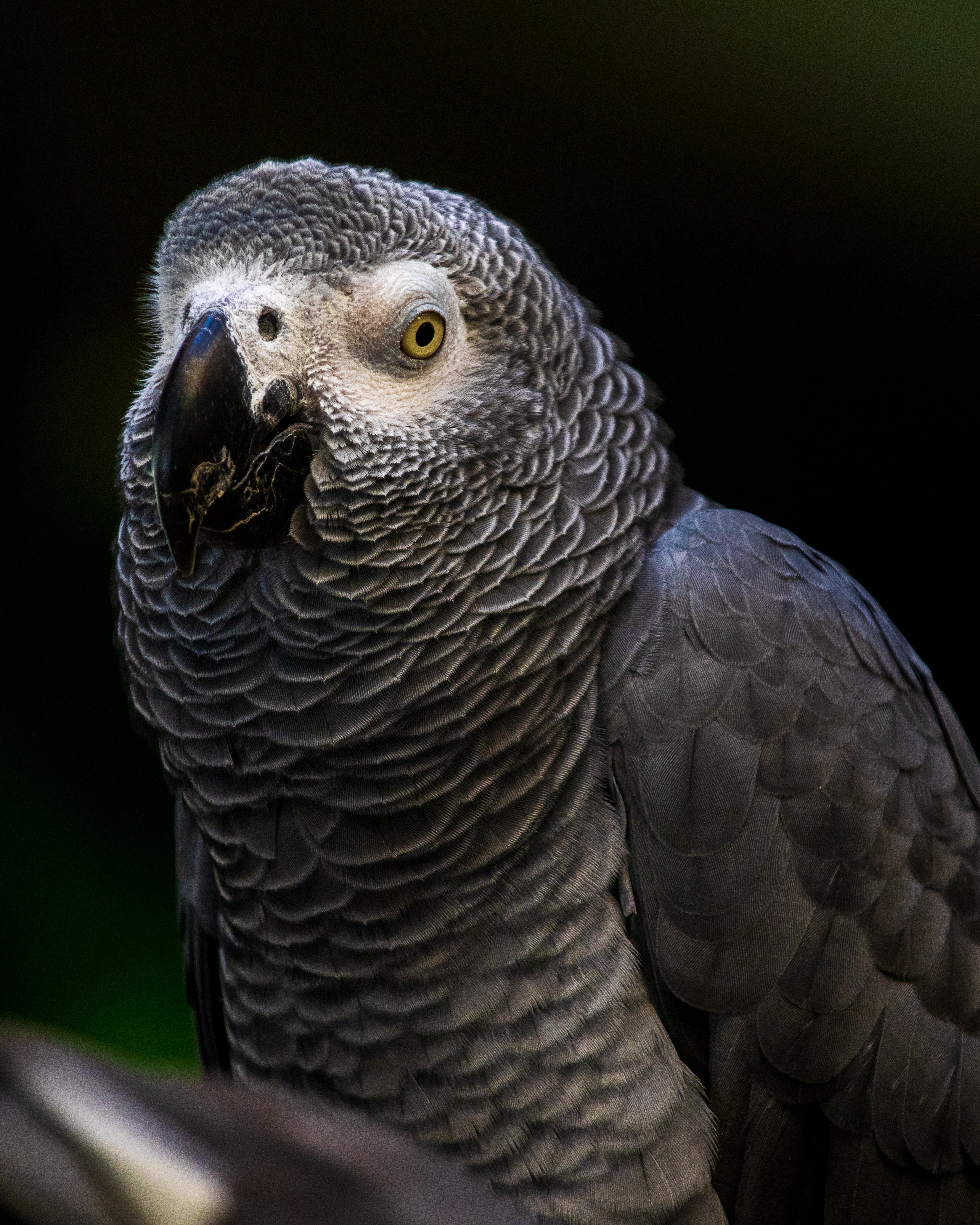 African Grey Parrot Unsplash