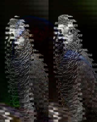 African Grey Parrot Unsplash