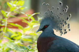 Victoria Crowned Pigeons