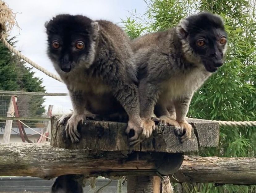 Brown Lemurs