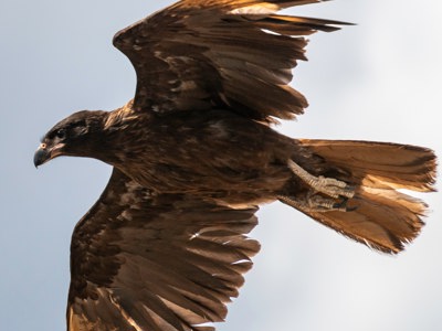 Caracara Unsplash