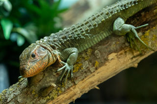 Caiman Lizard
