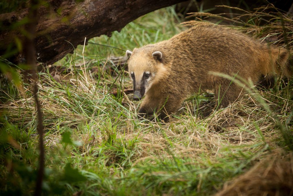 Coatis