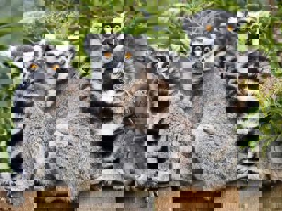 Lemurs