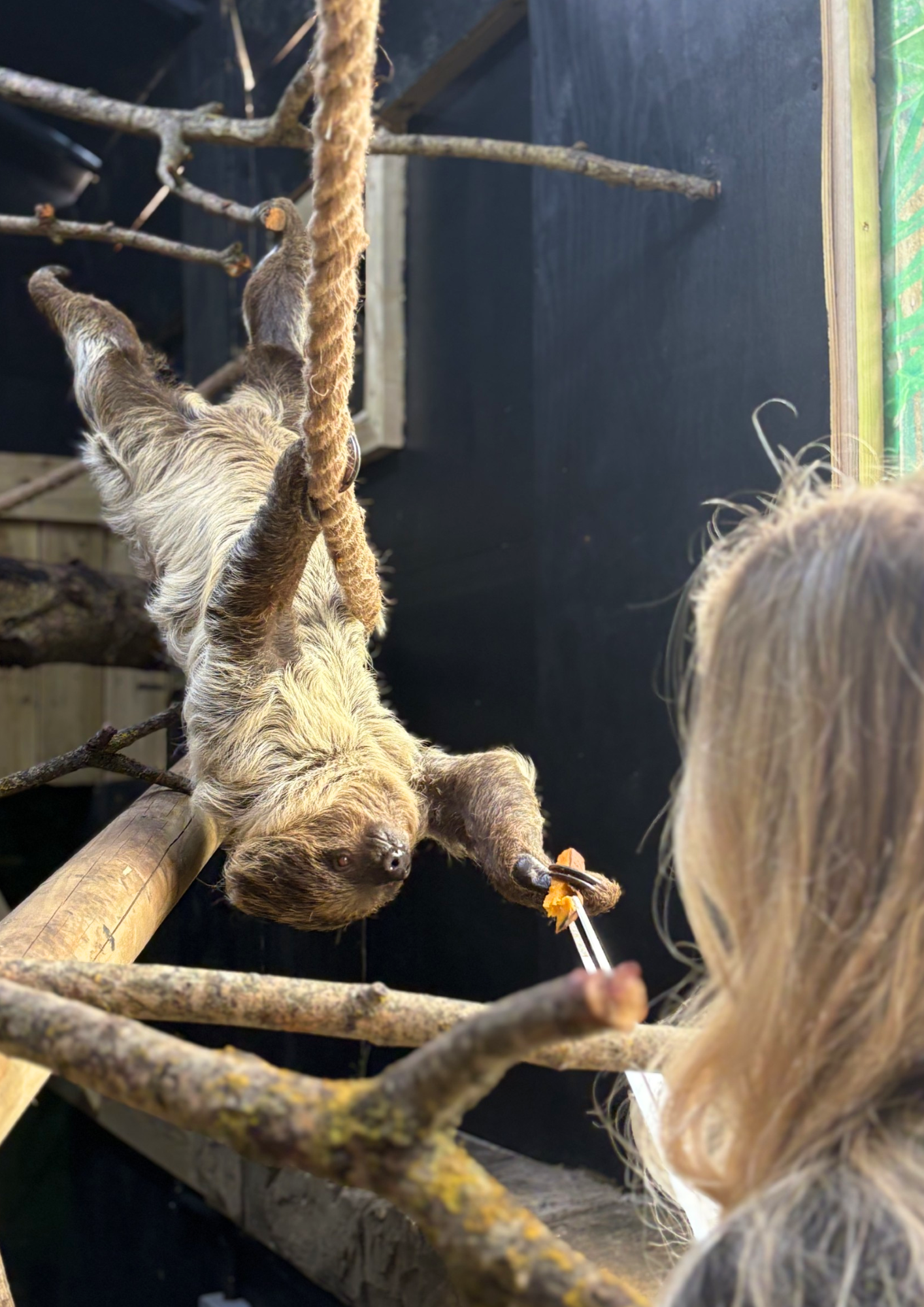 Sloth Experience