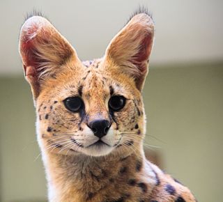 Serval Unsplash