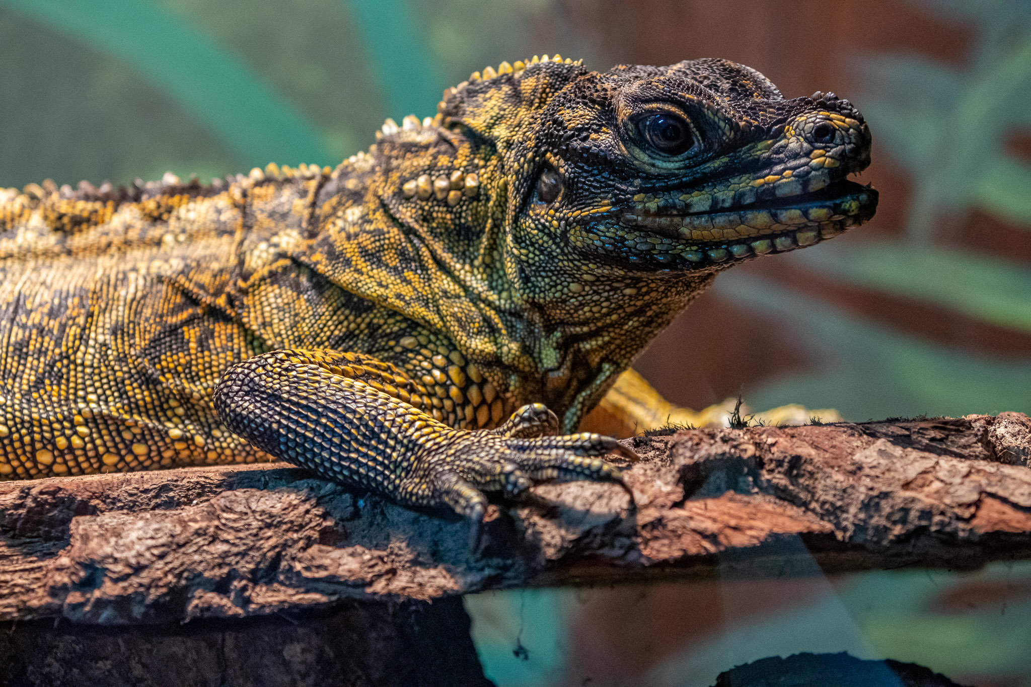Sailfin Lizard