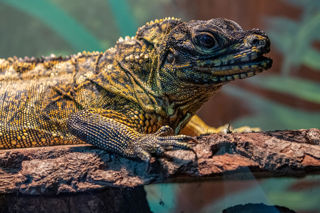 Sailfin Lizard