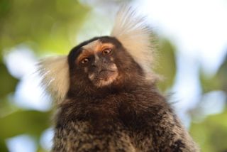 Marmoset