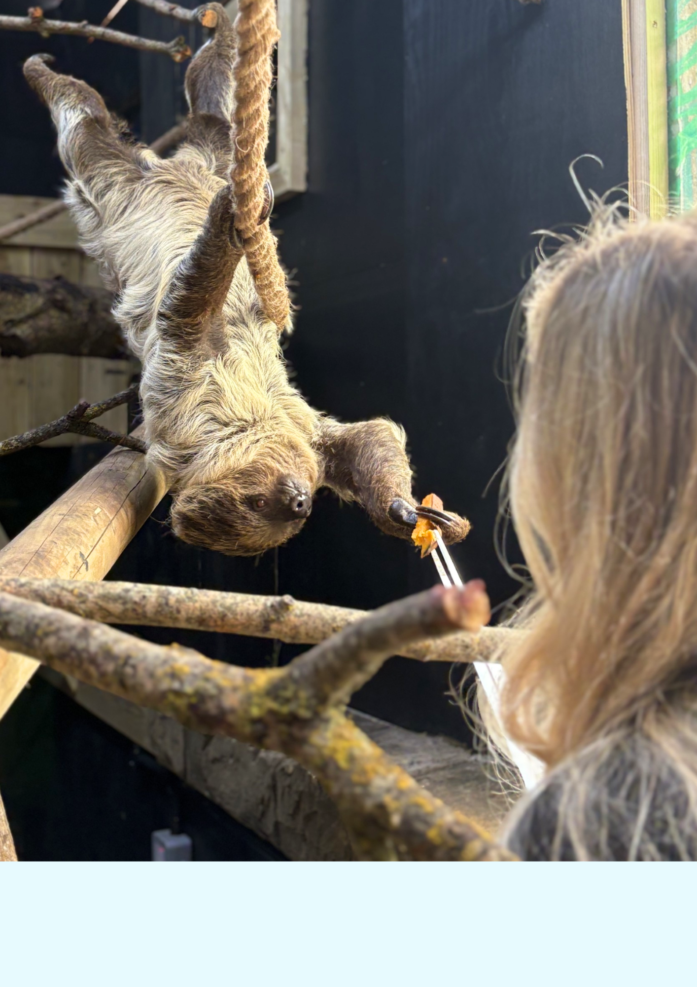 Sloth Experience (1)