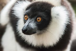 Ruffed Lemur