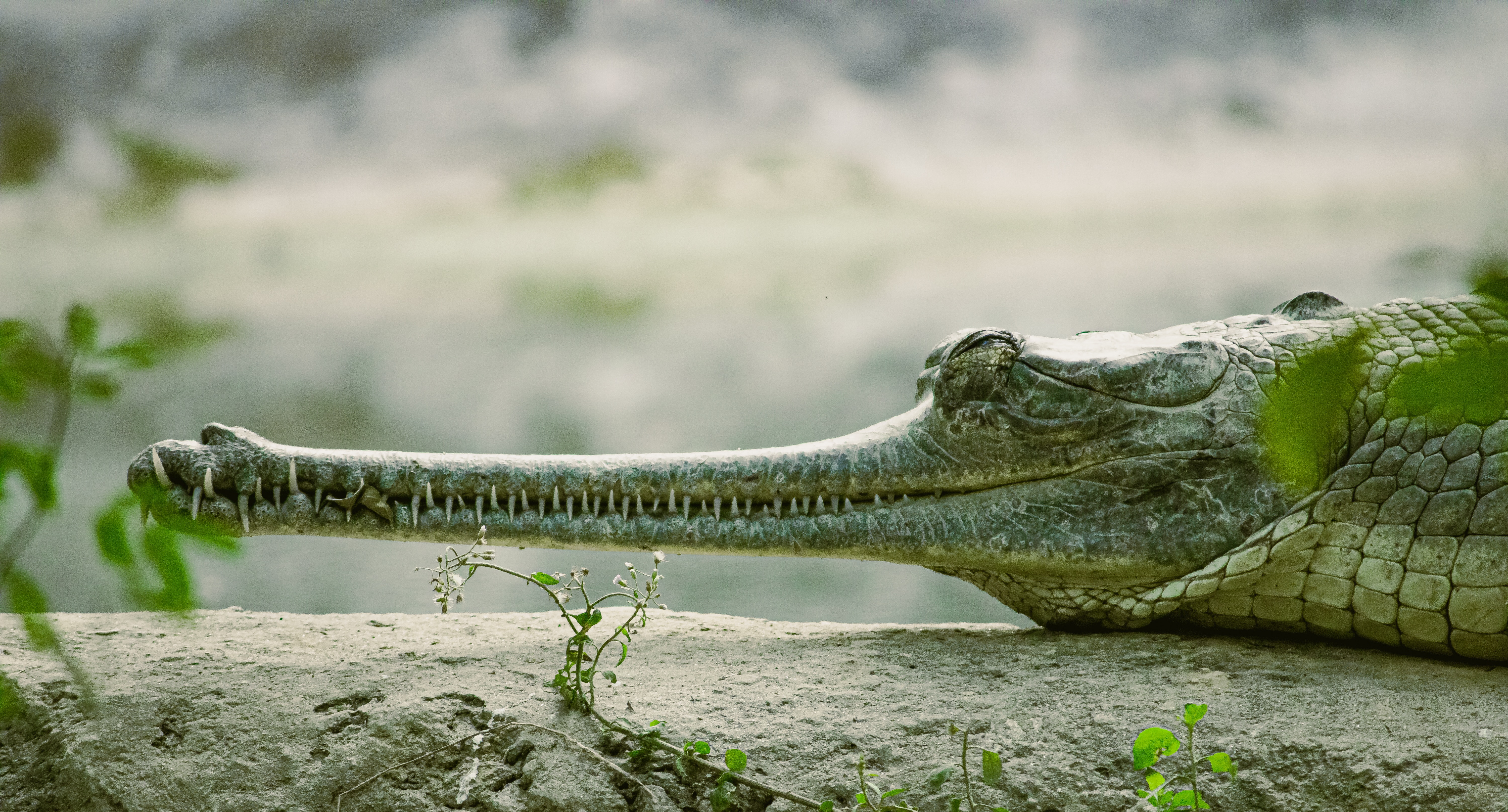 Pexels Gharial Croc