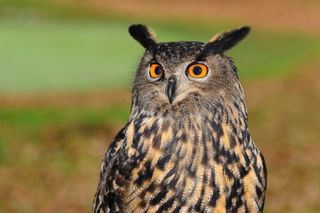 European Eagle Owl