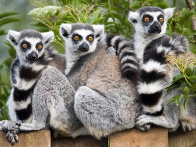 Ring Tailed Lemurs