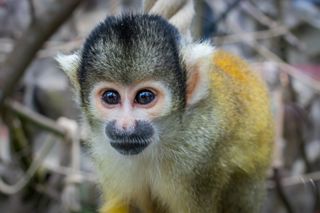 Squirrel Monkey