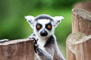 Lemur Unsplash