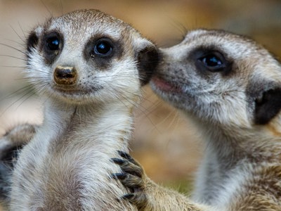 Meerkat 1 Unsplash