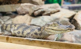 Caiman Callofthewildzoo