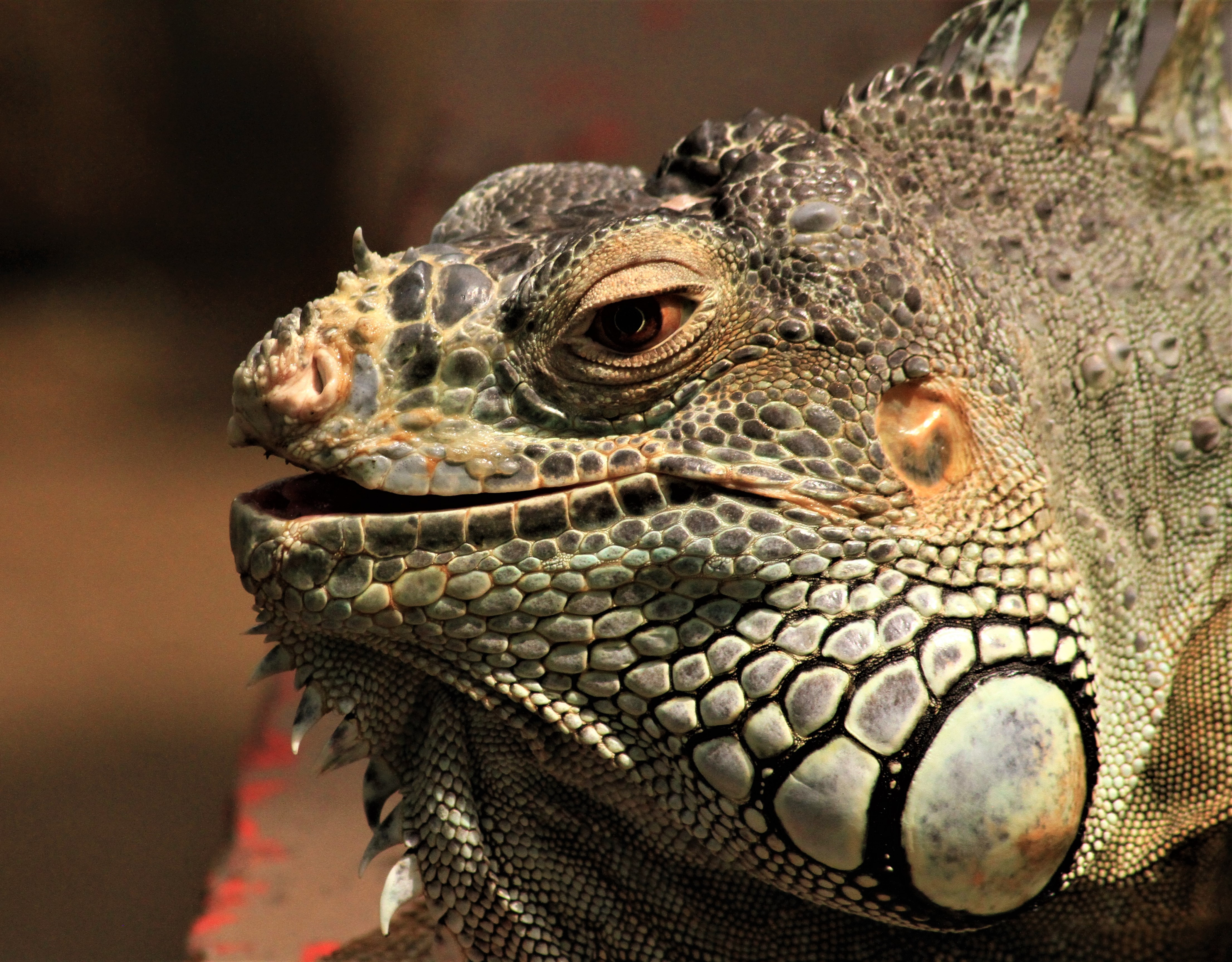 Green Iguana Unsplash