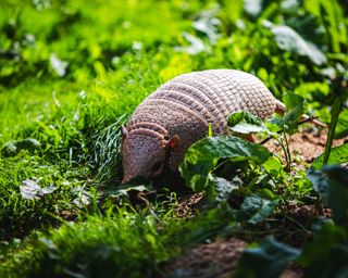 Armadillo Unsplash