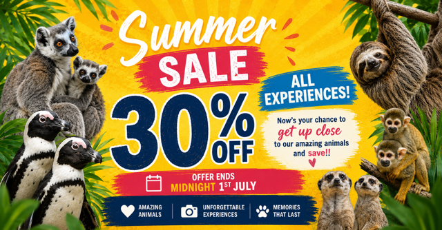 Summer Sale