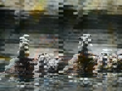 Otter 2 Unsplash