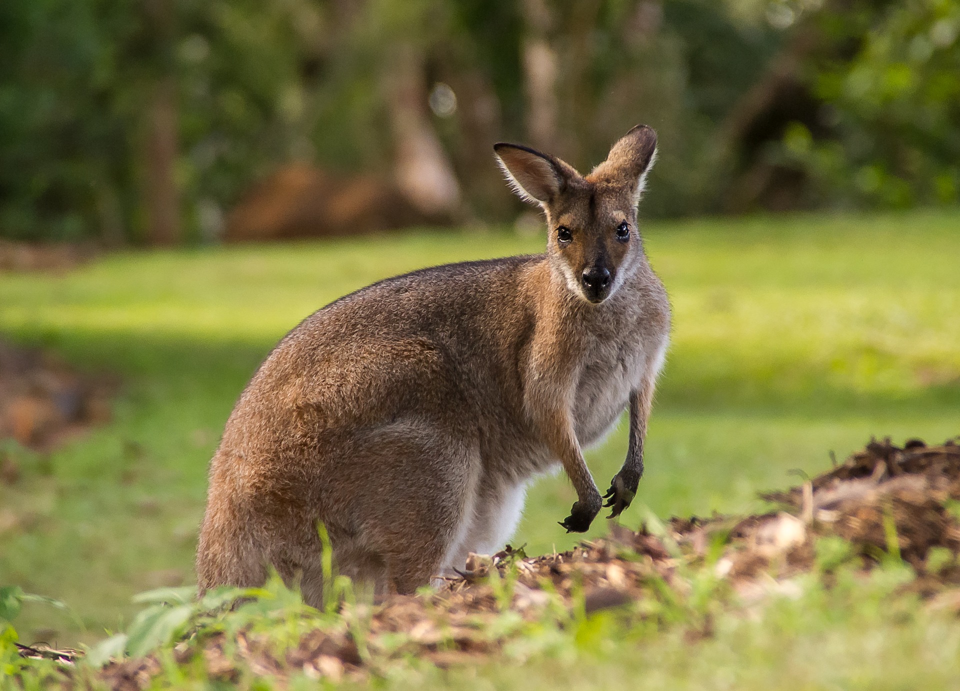 Wallaby