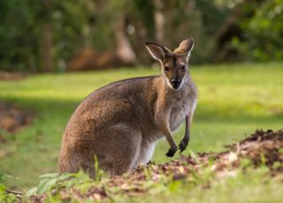 Wallaby