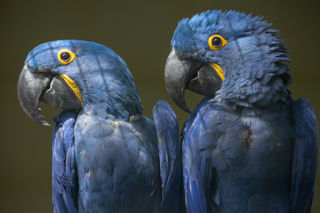 Hyacinth Macaws