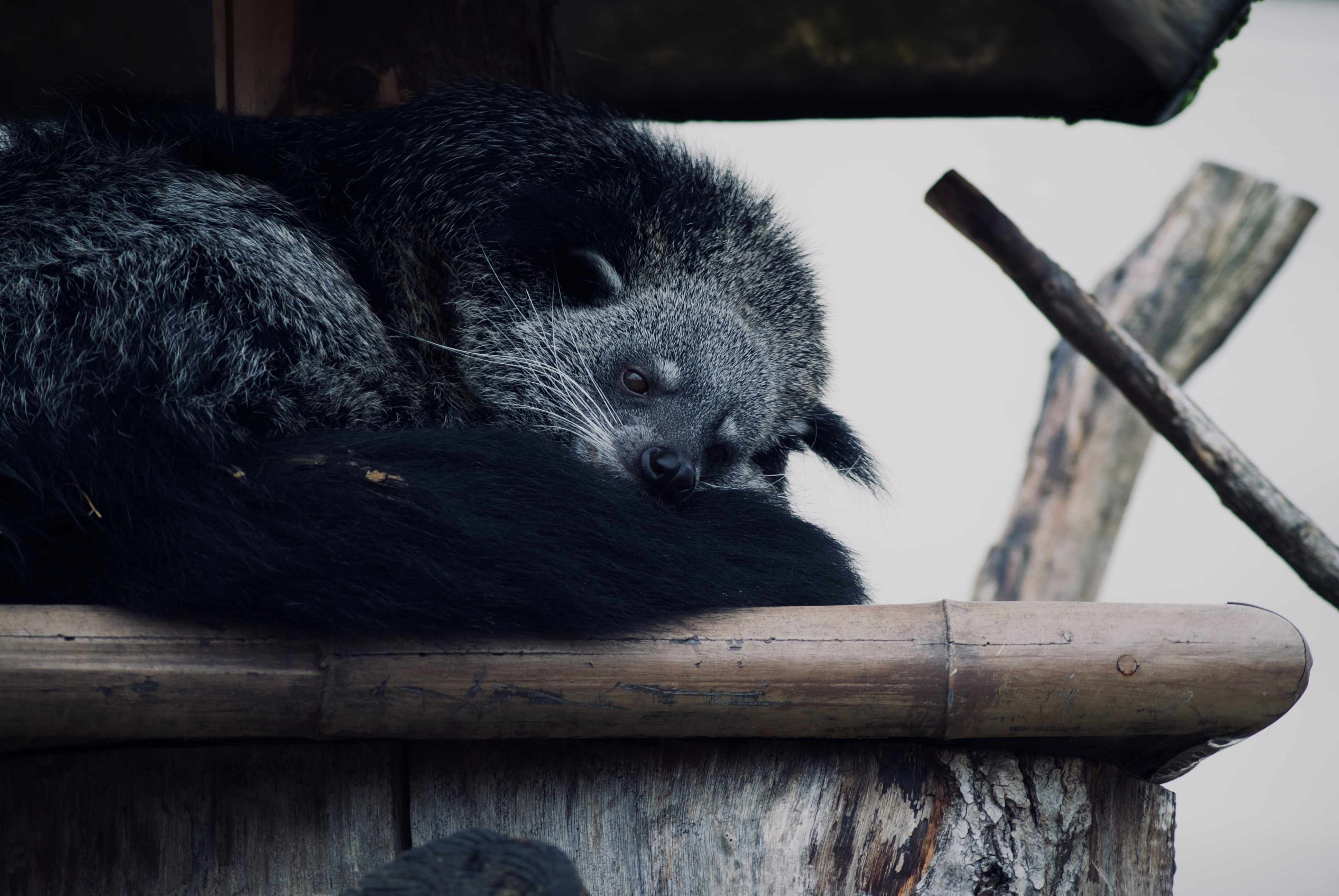 Pexels Binturong